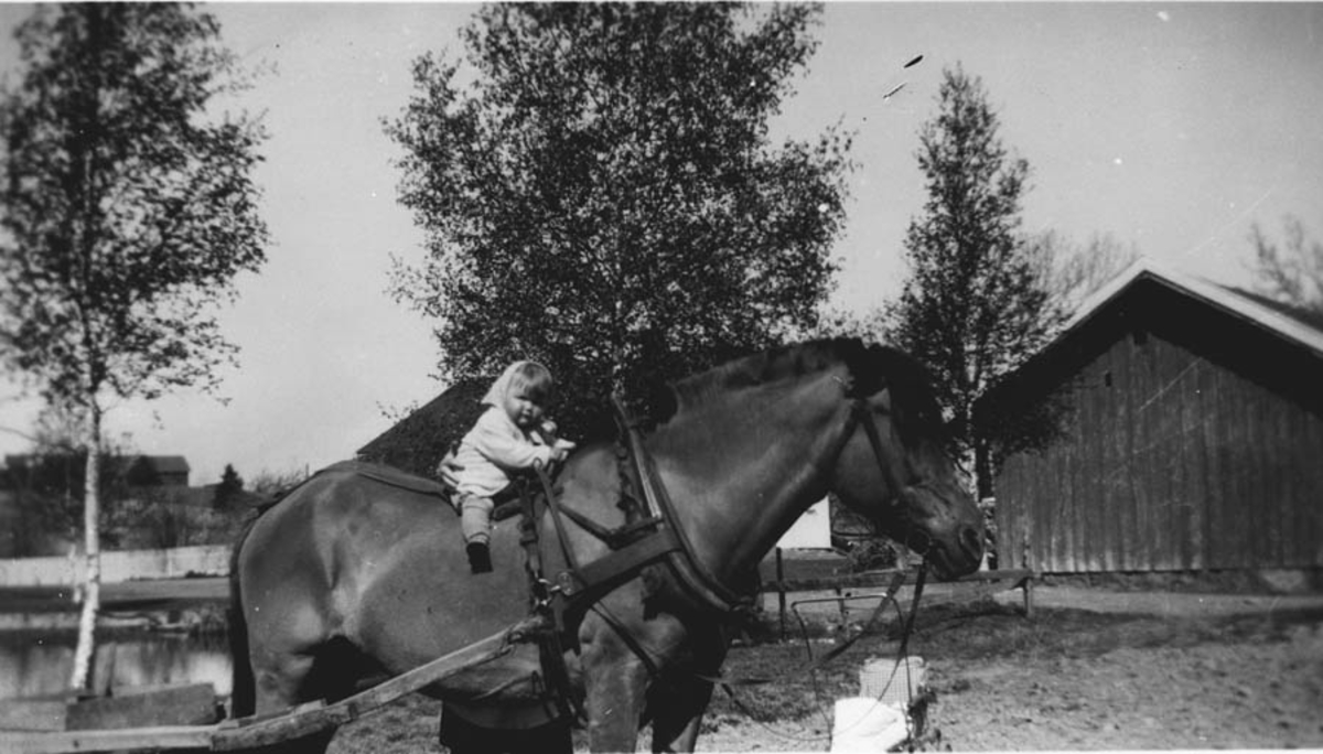 Kari Bieltvedt, 1 år, til hest.