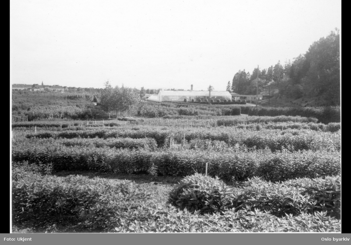 Nordøstlige plantefelt på Vestre Sogn kommunale gartneri (planteskole) med drivhusanlegget i bakgrunnen. (Jfr. bilde A-20145/U/0007/159 og A-20145/Uas/0028/019) Albumtittel: "V. Sogn gartneri"