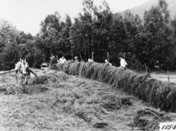 Slåtton i Øien i 1949. ..