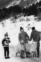 Saueberging i Vistdal februar 1966.