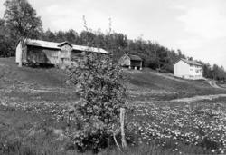 Nr 7. Solbjør. Edvart Solbjør. .(Bilder brukt i "Gards- og æ