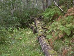 Røyra nær saga..Mykje forfall i dag. Trerøyra er ikkje innse