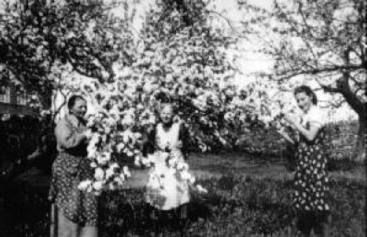 Fruktblomstring i hagen på Mellom-Kise, Nes, Hedmark. Kjersti-apalen til høyre.  Fra venstre er Anne B. Haugen (1877-1952), Anne Finden (1873-1946), Anne Dorthea Walby (1883-1965).