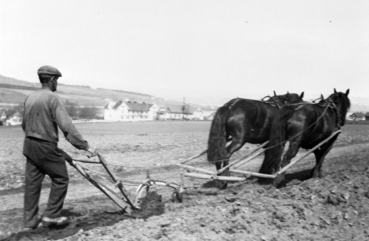 Pløying med tospann på Toftes Gave, Nedre Sund, Helgøya. i 1930-årene.