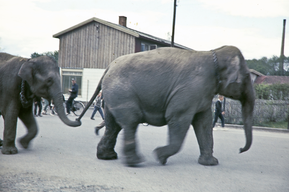 Sirkusopptog gjennom Nygata i Brumunddal. Sirkus kom med jernbanen til Brumunddal og de gikk med dyrene gjennom gatene opp til Sveum. Elefanter.