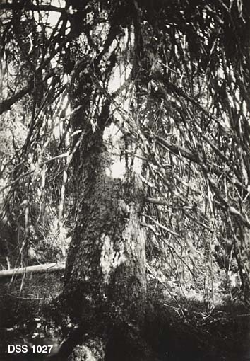 Nedre del av en gammel granstamme i Hattfjelldal statsskog.  Stammen har mye tørrkvist.  Alderen er anslått til cirka 350 år, og treet er på kartotekkortet karakterisert som "En død kjempe". 