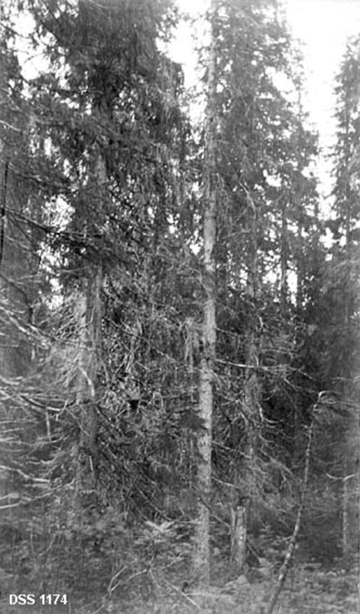 Gammel, urskogaktig granskog i "nasjonalparken" i Hemnes statsskoger.  Antakelig fra et areal skogforvalterne hadde fredet for hogst.  Muligens Grøftrem statsskog. 