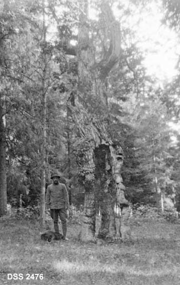 Tredelt eik.  Gammel eikestammen på grasslette i gran-dominert skog.  En mann står ved sida av eikestammen.  Bildet er fra Karljohansvern (orlogsverftet) ved Horten. 