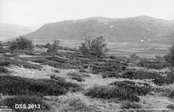 "17297 Eneret Wilse  Dovre. Hjetberget med Hjerkinn Vogterbo