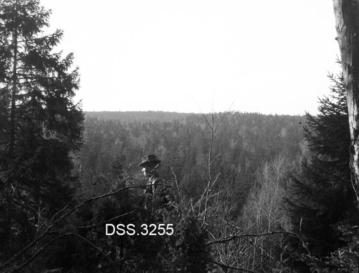 Utsikt fra Frederiksåsen i Grøtvet skog i Svinndal mot Allernsåsen og Jammerbekkåsen.  Buskvegetasjon og mann med hatt i forgrunnen, barskogflate i bakgrunnen. 