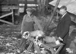 Einar Halseth A/S reveoppdrett