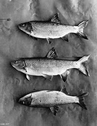 Tre eksemplarer av fiskearten vederbuk (Leuciscus idus).  De