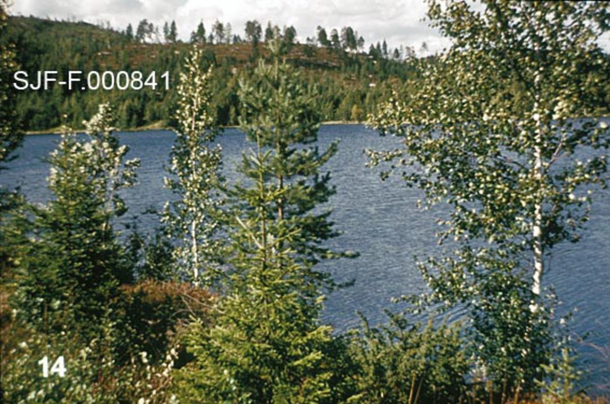 Bakkekam mot innsjø. På bakkekammen vokser det gran, furu og bjørk på lyngmark.  På motsatt side av sjøen ses en åskam der det har vært hogst, men hvor det er gjensatt en del store furuer som frøtrær. 

Dette fotografiet inngikk i en undervisningsserie, som ble produsert og distribuert av Landbrukets Film- og Billedkontor i 1976.  Med serien fulgte det et teksthefte, hvor dette fotografiet er koplet til følgende tekst (skrevet av forstkandidat Hermann Moen):

"Lauvtrær som utfyllingstrær vil bidra til større variasjon i landskapet og til at skogen kan gi et lysere og lettere inntrykk. 

I visse områder (utfartsstrøk m. v. ) kan det dessuten være grunn til å prioritere en del ekstra dekorative trær og busker framfor produksjonstrær.  Slike trær eller busker bør i første rekke spares på mindre produktiv mark, samt langs veier, løyper, vann og bekker.  Enkelte steder kan det være grunn til å rydde ekstra hardt for å få fram vakre utsikter. " 

Denne teksten gir et godt innblikk i innsikter og holdninger som preget skogbehandlinga i norske fagmiljøer på 1970-tallet.  