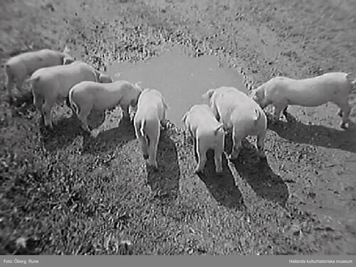 Bild 1 (H1948_20): En hjord grisar vid en vattenpöl. Bild 2 (H1948_21): En gris vid vattenpölen.