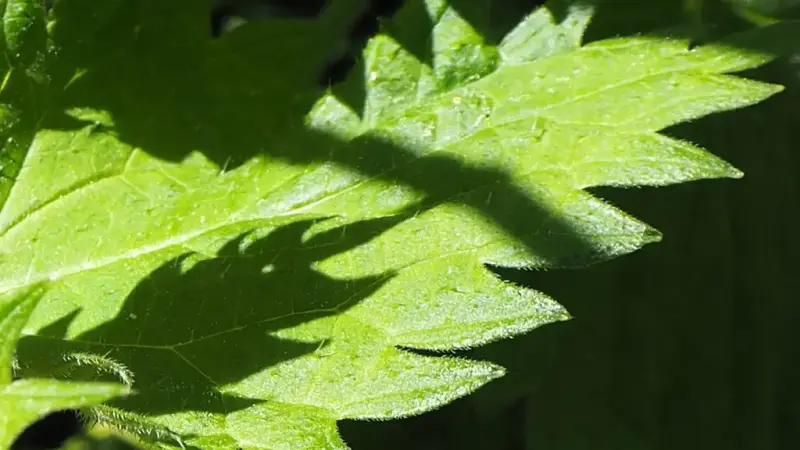 Nærbilde av grønt brennesleblad i sollys, med skygge fra en annen plante over bladflaten.