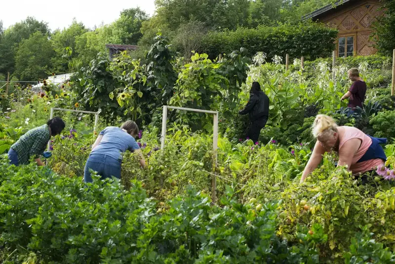 Flere personer høster grønnsaker og luker i bugnende åker på Bygdø Kongsgård en sommerdag.